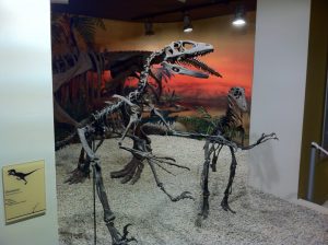 MUPE museo paleontológico de elche